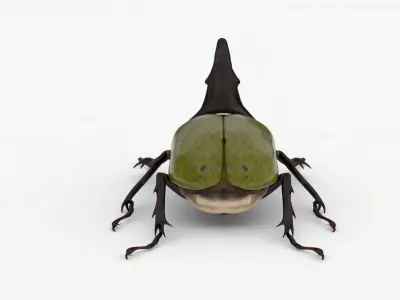 Hercules Beetle Realistic Low-poly 3D model