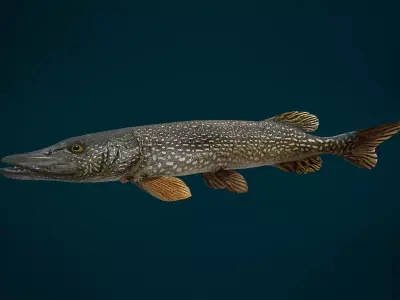 Northern Pike Animated Low-poly 3D model