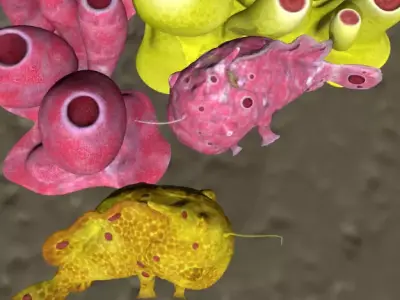 Antennarius rigged low poly Low-poly 3D model