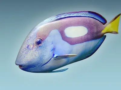 Dorry fish flying in sky 3D model