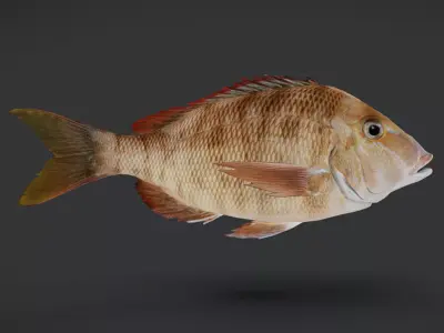 Emperor fish - Lethrinidae Animated 3D model