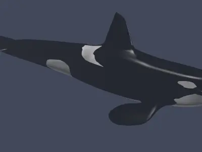 Killer Whale 3D model