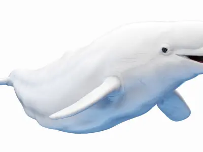 Beluga Whale 3D model buy