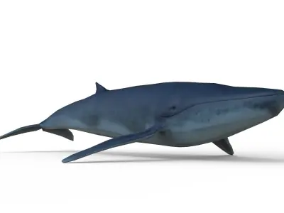 Whale game ready Low-poly 3D model