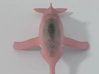 Pink Dolphin Low-poly 3D model