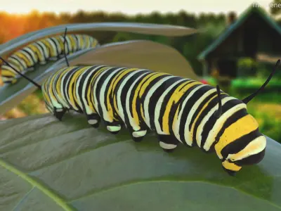 Monarch Butterfly Caterpillar Fur 3D model