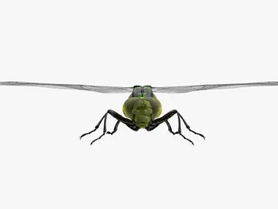 4K Dragon Fly Low-poly 3D model
