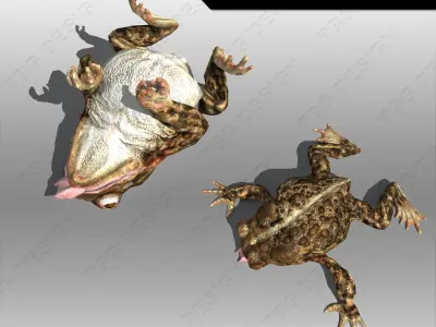 Toad Animated Low-poly 3D model