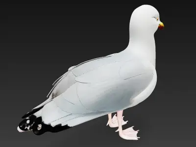 Seagull 3D Model Basic - Low Poly Simple Low-poly 3D model
