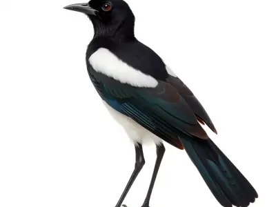 Elegant Magpie Bird model pack Low-poly 3D model