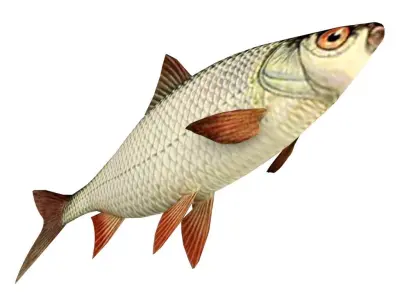 Roach Fish 3D model