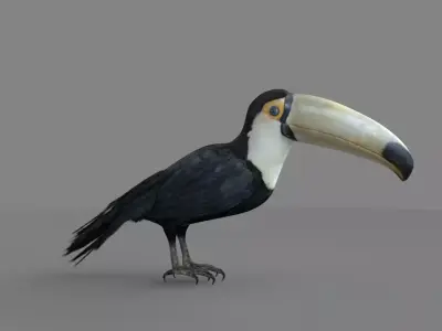 3D Toucan model 3D model