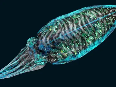 Sea Creature Pack Low-poly 3D model