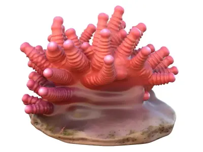 Coral collection 21-30   Low-poly 3D model