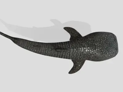 Whale Shark  Animated Low-poly Low-poly 3D model