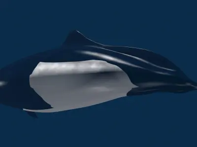 Porpoise orca whale 3D model