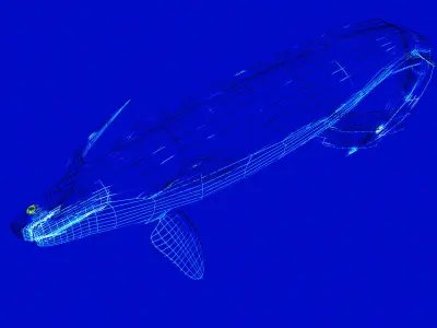 Xenacanthus whale shark Low-poly 3D model
