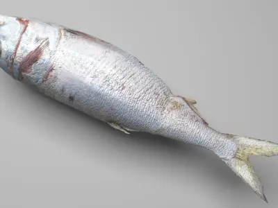 Dead Fish 3D model