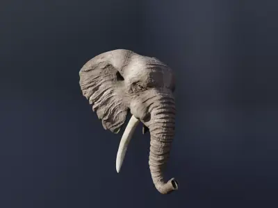 Elephant 3D head with tusks Free 3D model