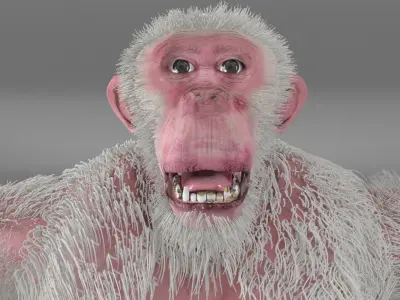 Albino Chimpanzee 3D model