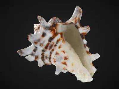 Vasum Turbinellus 3D model