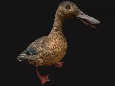 Duck Wild Bird Low-poly 3D model