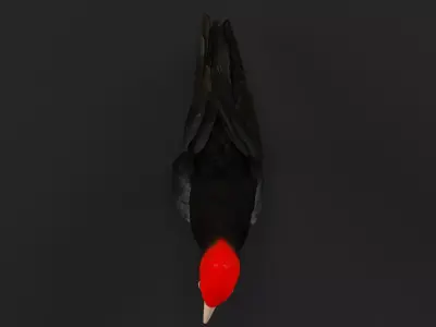 European Black Woodpecker Low-poly 3D model