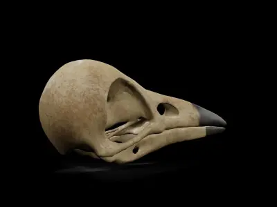 Crow low poly game ready skull Low-poly 3D model