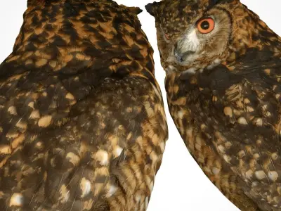Bubo Capensis Owl Low-poly 3D model