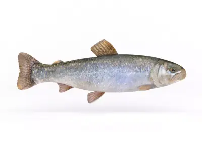 Fresh Char Fish 3D model