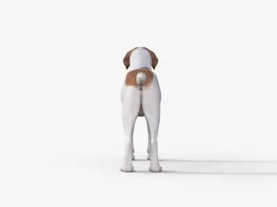 Street Dog Rigged 3D model