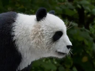 Panda 3D model 3