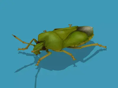Green rice bug Low-poly 3D model