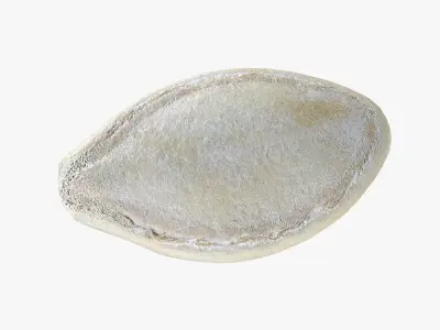 Pumpkin Seed 01 3D model