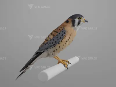 American Kestrel Animation 3D Model Rigged for Blender 3D model