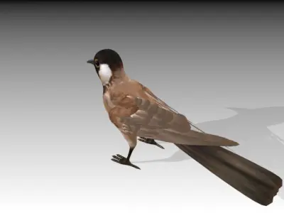 White Eared Bulbul Low-poly 3D model