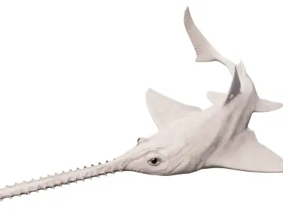 Onchopristis Asset Pack Low-poly 3D model