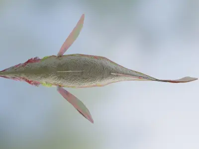 Fish Rosethorn Rockfish 3D model Low-poly 3D model