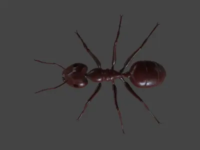 ANTS-003 Rigged Red Ant Low-poly 3D model