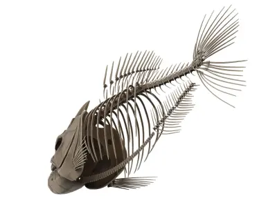Piranha fish skeleton 3D model