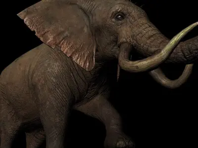 Rigged ELEPHANT Low-poly 3D model
