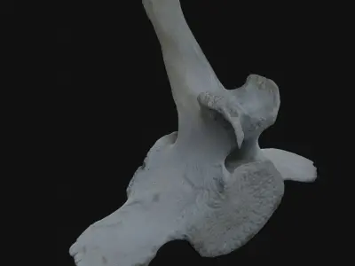 Whale vertebra Low-poly 3D model