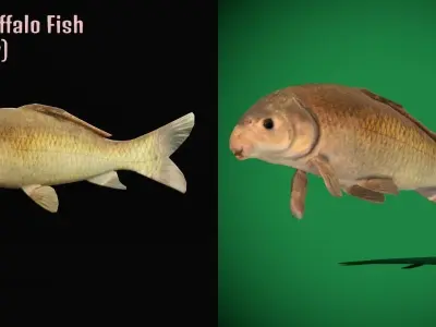Black Buffalo Fish Low-poly 3D model