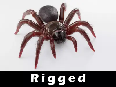 Trapdoor Spider Low-poly 3D model