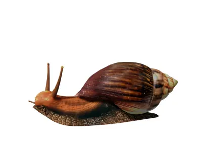 Giant African Land Snail Low-poly 3D model