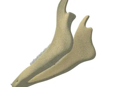Deer Animal Jaw 3D model