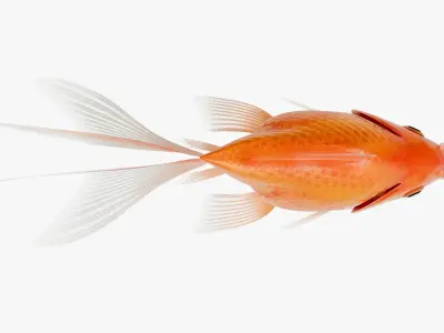 Goldfish Red White Veiltail 3D model