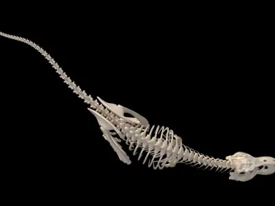 dinosaur t - rex skeleton 3D model