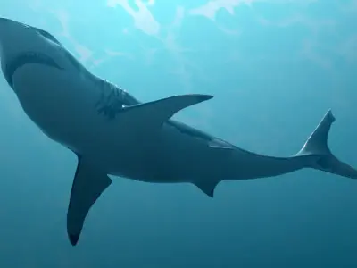 Great White Shark Low-poly 3D model