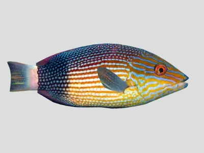 Mauritius hogfish 3D model